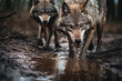Threatening wolves drinking in a puddle