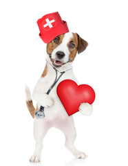 Wall Mural - Smart jack russell terrier wearing like a doctor with stethoscope on his neck holds red heart. isolated on white background