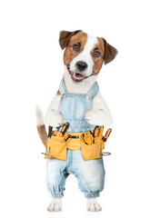 Poster - Funny Jack russell terrier puppy wearing denim overalls with tool belt looks at camera. isolated on white background