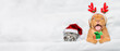 Happy mastiff puppy dressed like santa claus reindeer  Rudolf holding gift box and lying with cozy kitten under white blanket at home. Top down view. Empty space for text