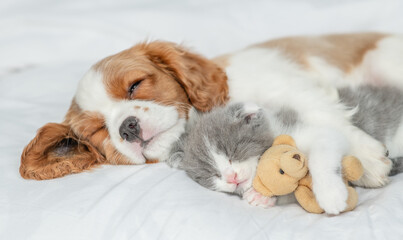 Poster - Friendly Cavalier King Charles Spaniel sleeps with tiny kitten on the bed at home. Kitten hugs  toy bear
