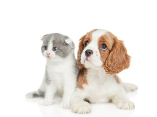 Canvas Print - Friendly Cavalier King Charles Spaniel sits with tiny kitten. Pets look up together on mepty space. Isolated on white background