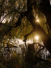 Wall Mural - Sun reflection on the water through leaves of big willow tree