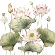 Illustration with blooming lotuses. Lotus flower. 