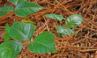Poison ivy plants with reflection off their oily leaves