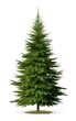 © somkcr - Green Pine, christmas tree, isolated white background