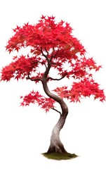 maple tree, red japanese, isolated white background, suitable for use in design decoration work