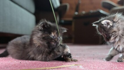 Wall Mural - Cute kittens playing with a straw