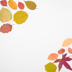 Wall Mural - Flatlay of real colorful autumn leafs on white background in square format