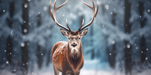 Noble Deer In Winter Forest. Autumn Scene With Reindeer. Snowy Winter Christmas Landscape