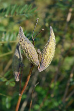 Common Milkweed Seed Pod