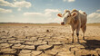 a thin cow on parched ground symbolizing the harsh reality of water scarcity in third-world countries.