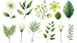 Set of watercolor green flowers leaves and twigs on a transparent background, png