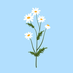 Poster - Chamomile flowers on blue background. Vector illustration in flat style.