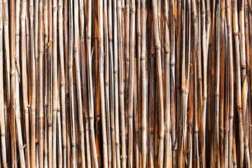  Cane reed left to dry in the sun light before using them to create fence or reed objects. Reed fence wall abstract background texture.