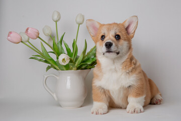 Wall Mural - cute little welsh corgi puppy with a bouquet of spring flowers sitting on a white background	