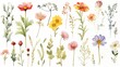 watercolor flowers painting illustration set on a white background