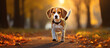 A lone beagle waits patiently on a leash outside.