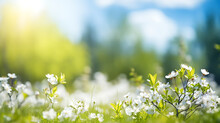 Beautiful Blurred Spring Background Nature With Blooming Glade, Trees And Blue Sky On A Sunny Day