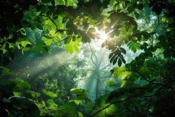 Wall Mural - Lush rainforest canopy with sunlight filtering through the leaves.