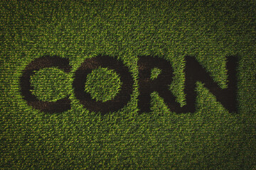 Wall Mural - Inscription Corn from plants on an agricultural field. Corn plant 3D on soil background. Agriculture, business, technology.