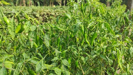 Naklejka na meble Green chili in the garden. close-up of green chili plant outdoor in sunny vegetable garden. Lush green chili tree adorned with delicate white flowers, hinting at the fiery chilies to come.