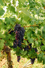 Poster - Ripe and fresh wine grapes growing