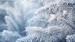 © Pro Hi-Res - Close up winter fir tree branches with snow background.