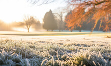 Frosty Grass Lawn At Golf Course In Winter Morning