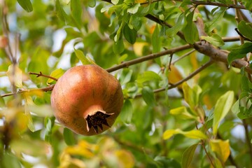 Low angle shot of a Pomegranate fruit on a tree