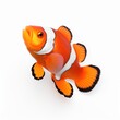 © studio thibautdmvl - fish isolated on white background