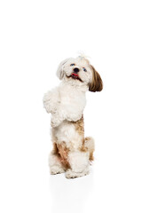 Wall Mural - Smart, playful, adorable, smiling purebred dog, Shih Tzu standing on hind legs isolated on white studio background. Concept of domestic animals, vet, care, pet friends, action and motion.