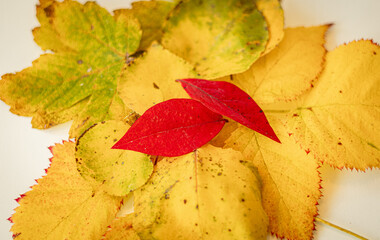 autumn decoration red and yellow leaves on white background