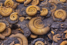 Fossilized Ammonites In The Rock
