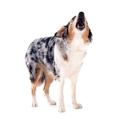 Sticker - australian shepherd in studio