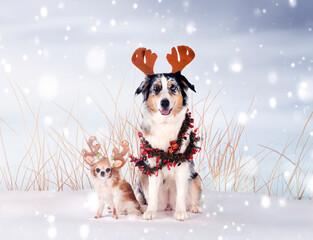 Poster - australian shepherd and chihuahua in studio