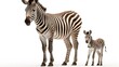  a couple of zebras standing next to each other on a white background in front of a white background with only one zebra facing the camera.  generative ai