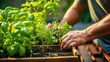 © steffenak - Hands planting herbs in a small balcony garden, eco-friendly concept, Urban Gardening