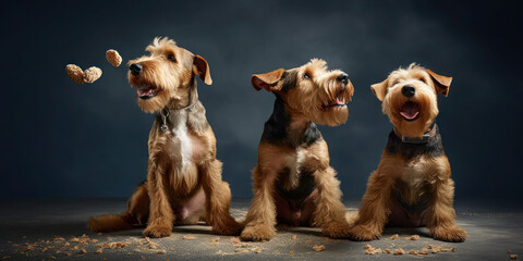 Energetic Airedale Terriers in Action: Catching Treats. 