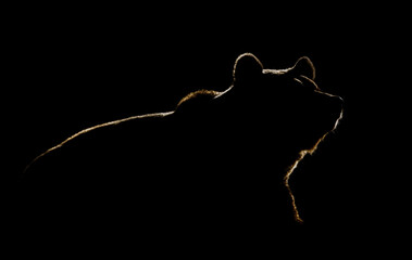 Wall Mural - brown bear contour on black background