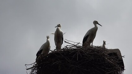 Wall Mural - Storks, Flock of Storks in Sky, Stork Nest on a Pole, Baby Birds Family Nesting, Nature View