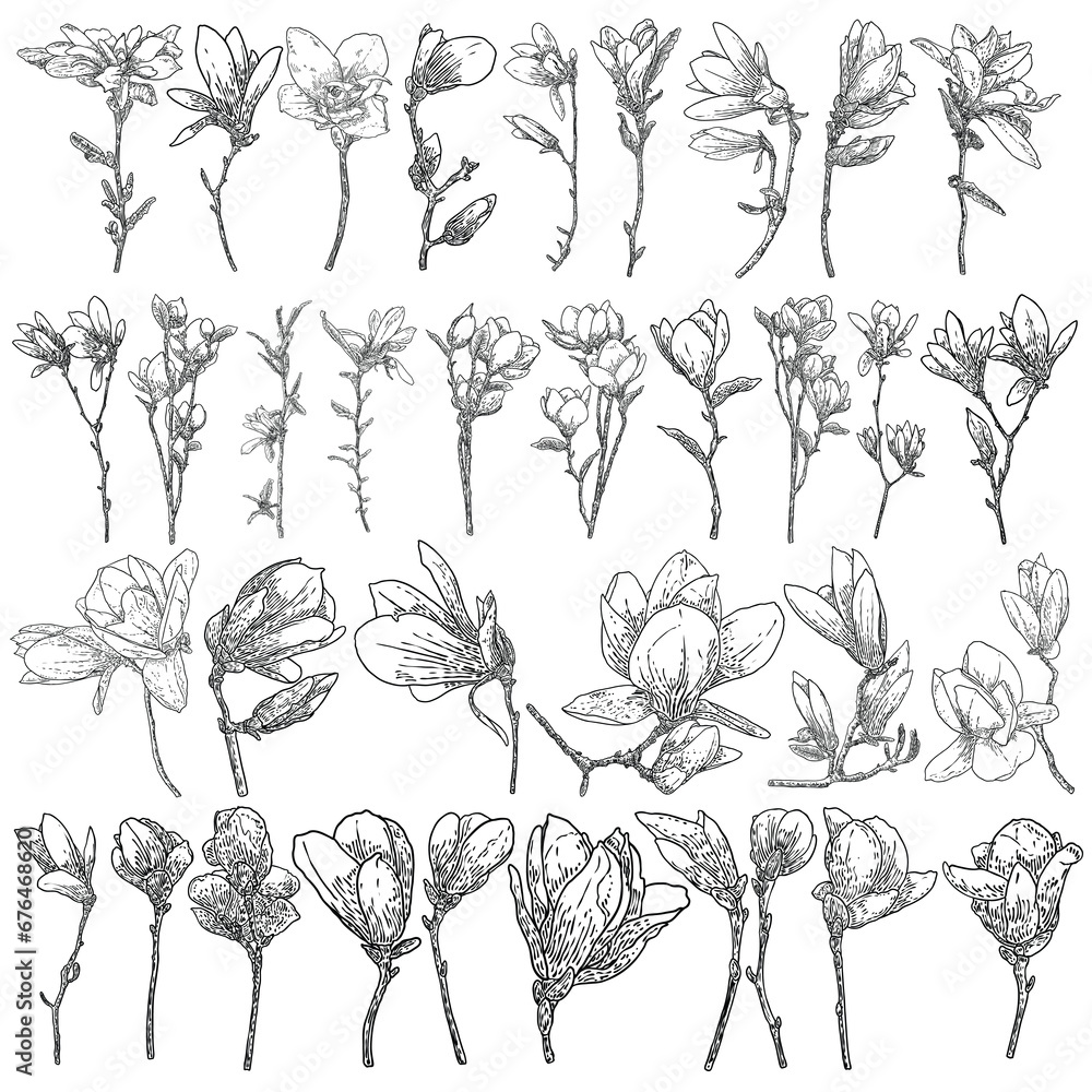 Big collection set of magnolia flowers and leaves drawing illustration ...