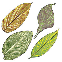 Canna Aquatic Plant Leaf Set. Named As Bengal Tiger, Yellow And Green Striped Leaves Collection. Botanical Leaves. Vector.