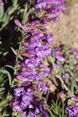 Wall Mural - Royal Beardtongue, Penstemon Speciosus, a native perennial monoclinous herb displaying terminal dichasiate thyrse inflorescences during Summer in the San Emigdio Mountains.