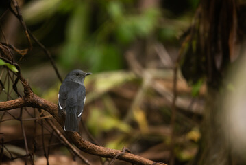 Closer look of a Oriental Magpie-Robin (Copsychus saularis)