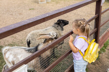 A Child Girl Examines Goats And Sheep In A Pen At A Petting Zoo. Goats And Sheep Approach The Child Sniffing Him With Interest. A Child Communicates With Cute Sheep And Goats At The Zoo.