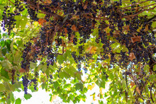 Grape Arbor With Hanging Bunches Of Grapes On A Sunny Day.