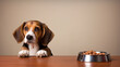 Beagle looking over a table  next to a bowl filled with dry food begging for feedingsitting next to a bowl begging for feeding