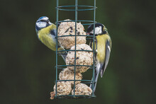 A Bluetit And A Great Tit Perching On The Bird Feeder And Pecking On Fat Balls At A Winter Day