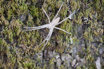 A striking white spider rests on a wooden moss log 